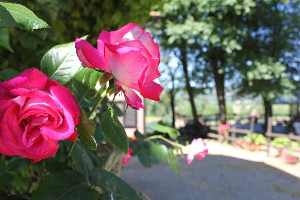 Agriturismo La Selva Siena Exterior photo